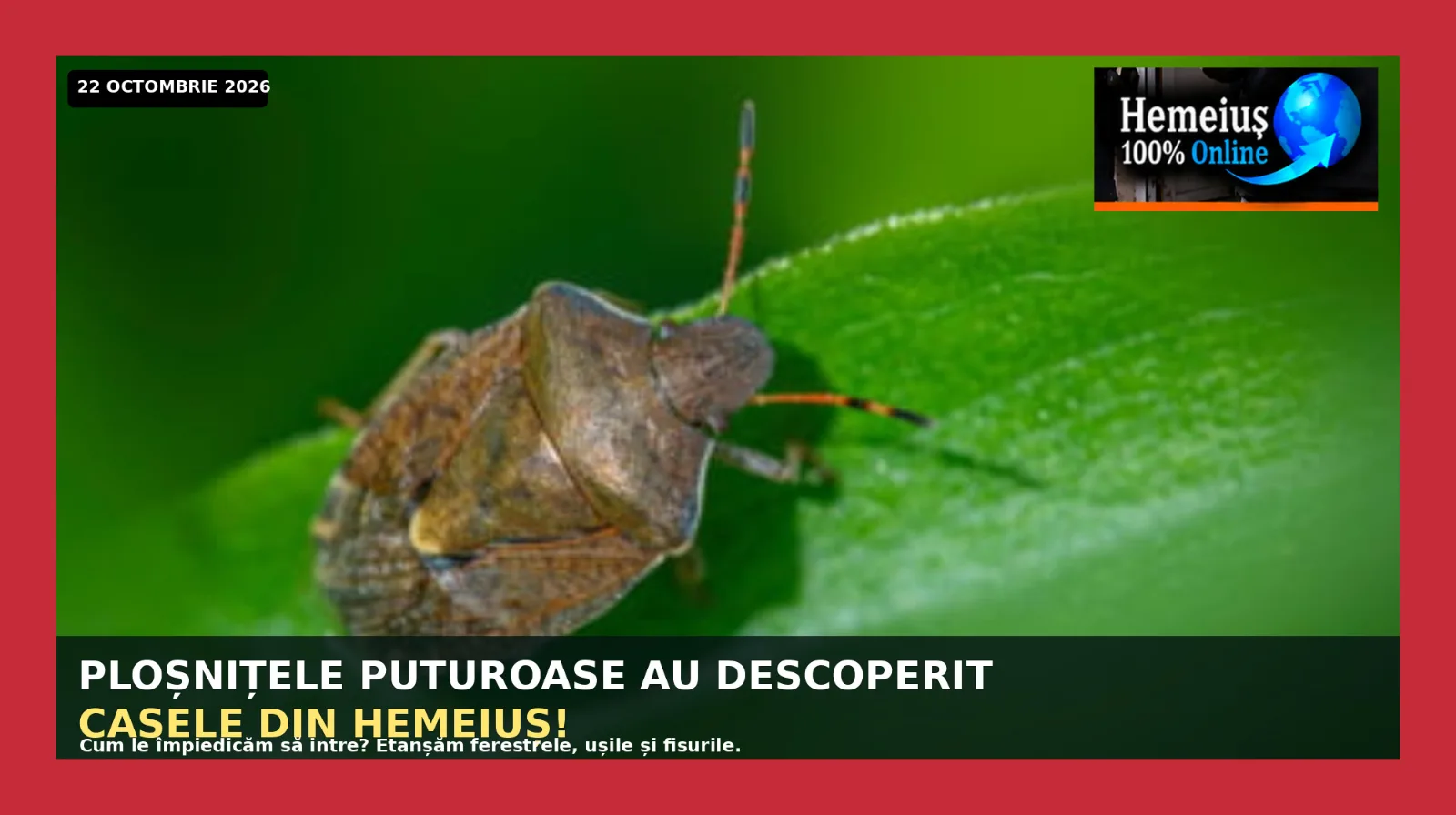 INFORMAȚII PRACTICE: PLOȘNIȚELE PUTUROASE AU DESCOPERIT CASELE DIN HEMEIUȘ! DE CE VIN NEINVITATE TOAMNA, UNDE SE ASCUND ȘI CUM LE ÎNCHIDEM DRUMUL?